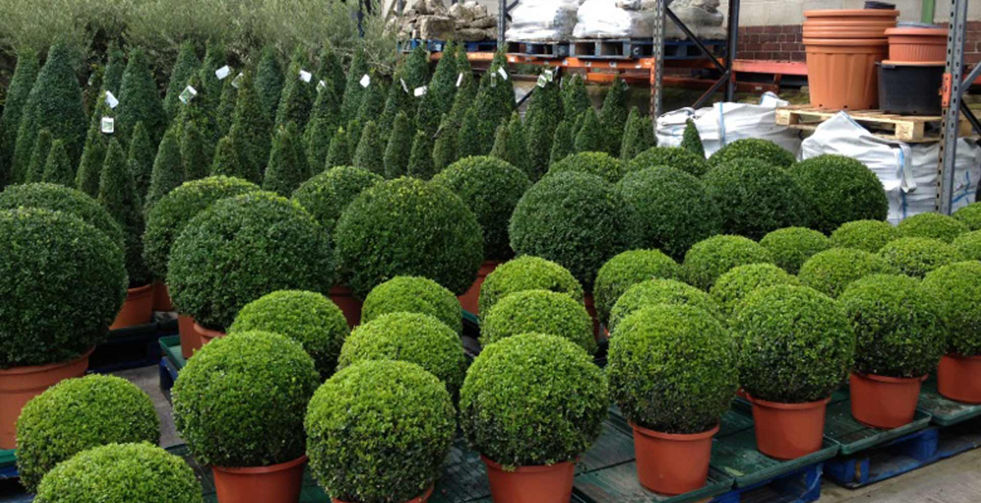 topiary box trees selby yorkshire and york